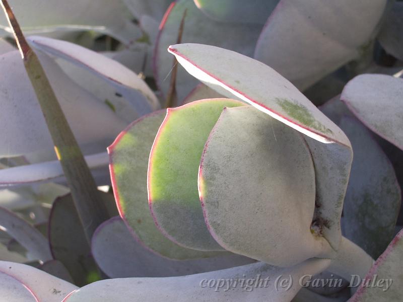 Succulents, Melbourne Botanic Gardens IMGP1007.JPG